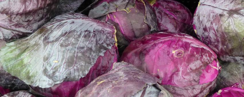 Red Cabbage