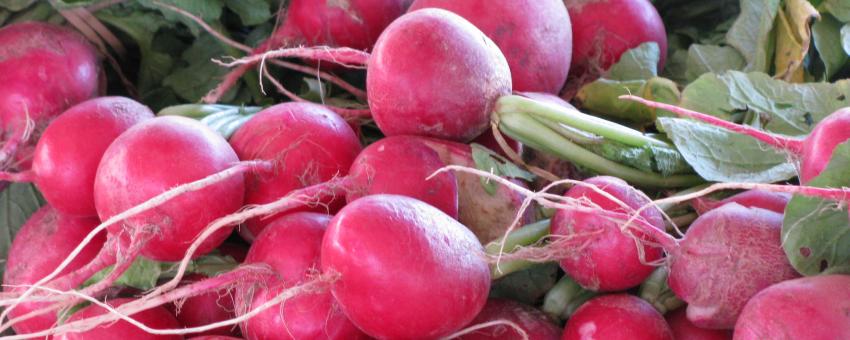 Radishes