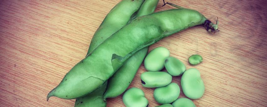 Broad beans, habas