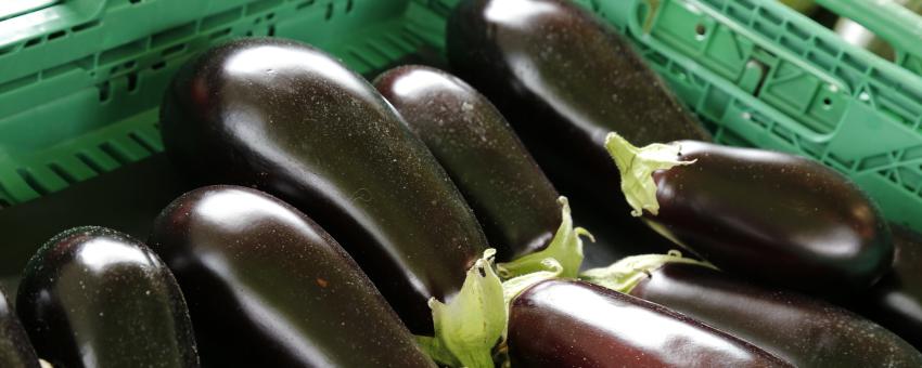 Aubergine