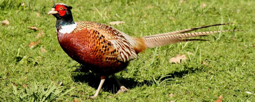 Pheasant